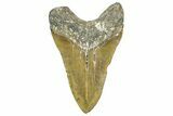Bargain, Fossil Megalodon Tooth - North Carolina #363751-2